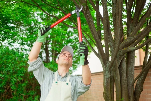 Tree Expert in Memphis, TN