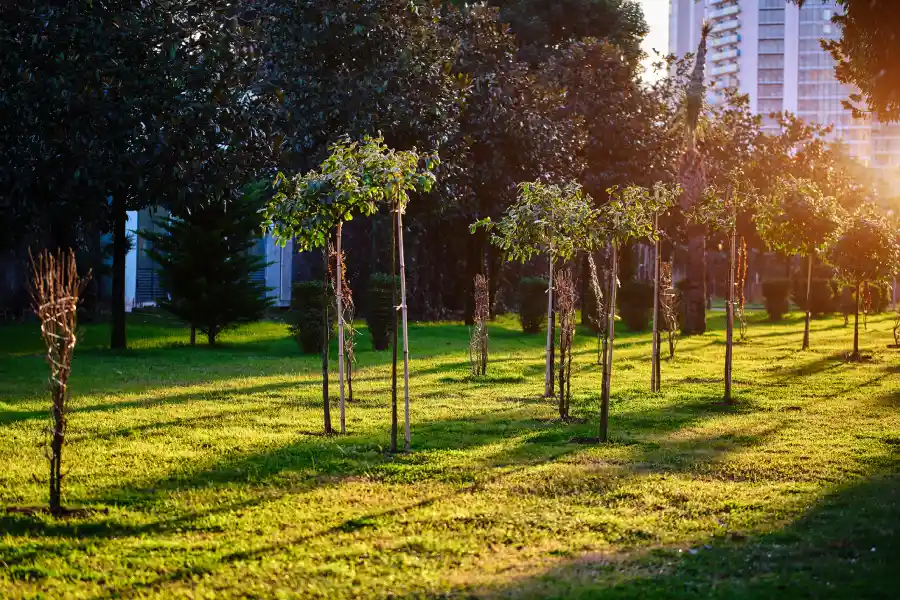Affordable Tree Service