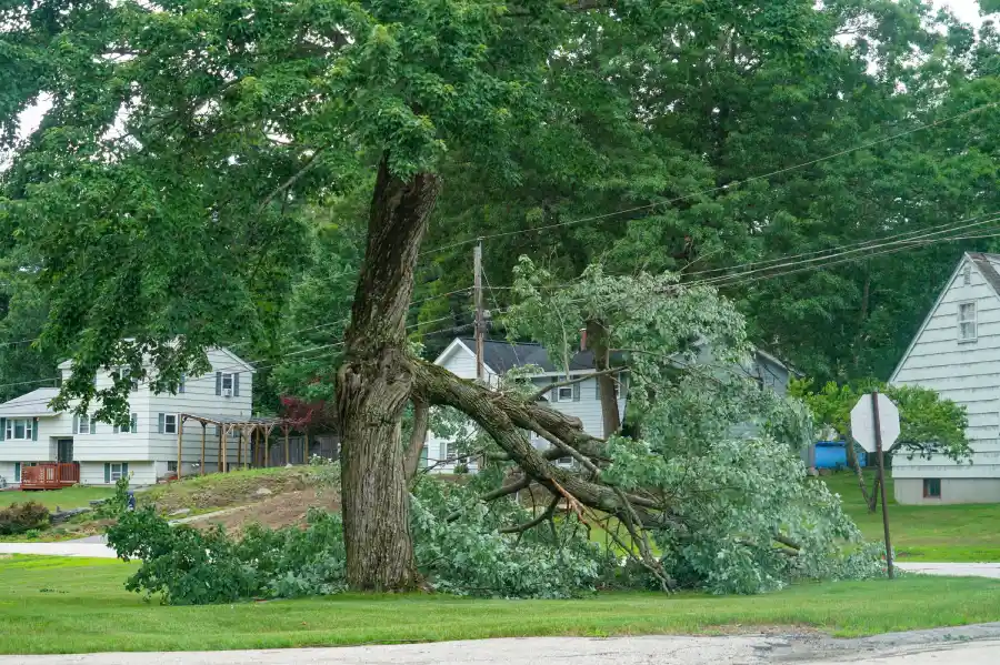 Expert Tree Service